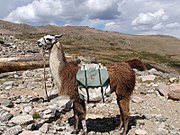 Дисаѓи на лама се користат за преност на отпад во национален парк во САД, 2005 година.