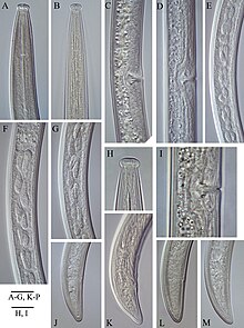 The image consists of multiple microscope images of the nematodes.