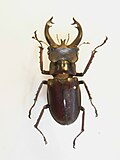 Miniatura para Lucanus fryi