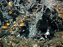 Living community at hydrothermal seeps on the Mid-Ocean Ridge at a water depth of 3,030 m (9,940 ft) MARUM Schwarzer Raucher Fauna.jpg