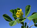 Kwiaty Medicago polymorpha.