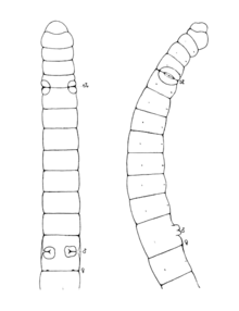 Mesenchytraeus solifugus anterior.png