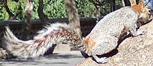 Mexicanredbelliedsquirrel3.jpg