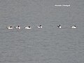 Migratory birds at Kaushalya dam, near Pinjor, Haryana, India(Dec. 2015)