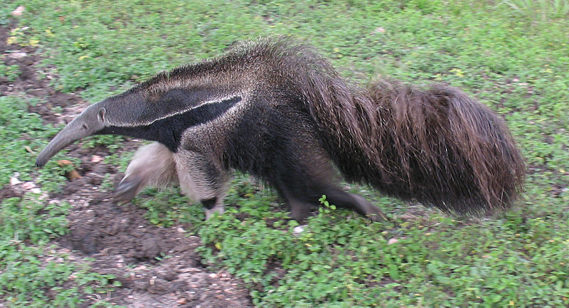 foto-menarik.blogspot.com - Giant Anteater - Species Terenggiling Terbesar