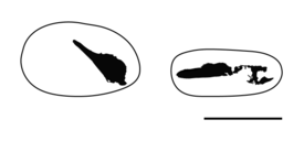 Пропорции типовых образцов O. khaungraae (слева) и O. naga (справа); масштабная линейка равна 2 см