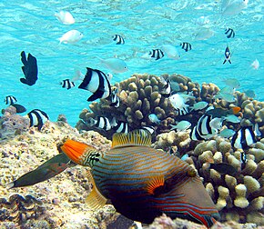 Baliste ondulé (Balistapus undulatus). Les poissons à bandes noires sont des demoiselles bonbons (Dascyllus aruanus) accompagnées de chromis bleu-verts (Chromis viridis). Sur la gauche est visible une girelle-paon jaune (Thalassoma lutescens). (définition réelle 1 810 × 1 574*)