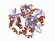 1bpy​: Ljudska DNK polimeraza beta u kompleksu sa oštećenom DNK i DDCTP