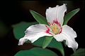 Trillium undulatum