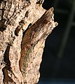 Crisalide cingulata di Papilio glaucus