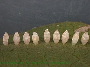 Eggs