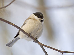 Parus palustris.jpg