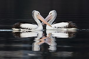 Deux Pélican à lunettes (Pelecanus conspicillatus) (définition réelle 2 000 × 1 333)