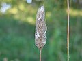 inflorescence, Photo by Kristian Peters