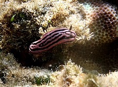 Phyllidiella rosans.