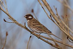 Овсянка сосновая (Emberiza leucocephalos) - Цагааншанаат хөмрөг (15617685422) .jpg