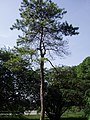 Pinus tabuliformis