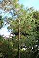 Pinus pseudostrobus varieta apulcensis: velmi odlišná varieta, mnohými botaniky považována za samostatný druh Pinus apulcensis, v botanické zahradě Mendocino Coast Botanical Gardens, Kalifornie, USA