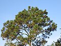 Miniatura para Pinus devoniana