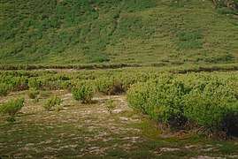 La limite taïga-toundra du nord-est de la Sibérie.