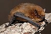 Morcego-pigmeu