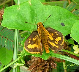 Potanthus pava