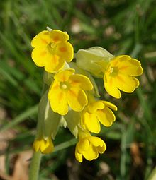 Flower Picture Dictionary on Primrose   Wiktionary