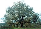 Amerikanische Weiß-Eiche (Quercus alba), Foto eines großen Exemplars in Ohio