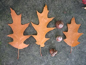 Quercus rubra autumn selection.jpg