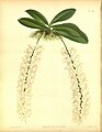 Angraecum citratum The Orchid Album 1888