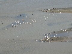 Oiseaux sur l'Euphrate à Rawa en août 2012.