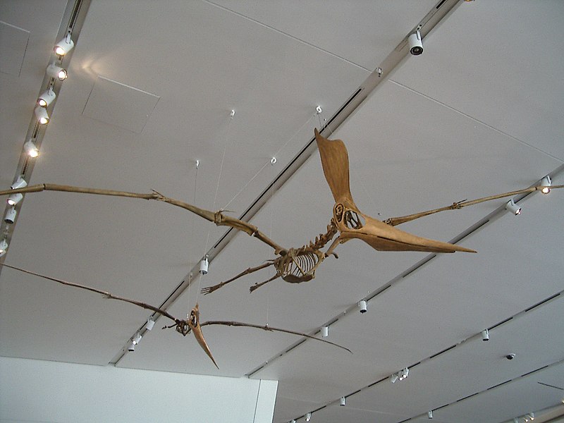 800px-ROM_-_Pteranodon.jpg