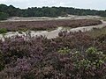 Dunes, petite végétation et forêt dense dans le Brabant-Septentrional, Pays-Bas