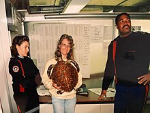 Captured hawksbill sea turtle from Mauritius at Orly Airport customs 1995 Saisie d'une tortue imbriquee, provenance de l'ile Maurice , douane d'Orly 1995.jpg