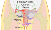 The vagina in the human female reproductive system