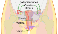 Схема женска репродуктивна система-en.svg