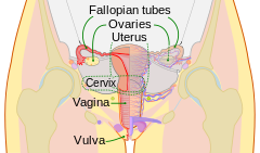 Scheme female reproductive system-en