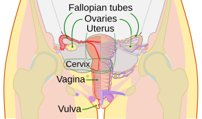 female reproductive system