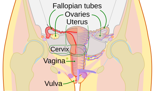 Scheme female reproductive system-en.svg