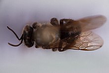 Schwarziana quadripunctata.jpg