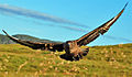 At the Norwegian bird island Runde