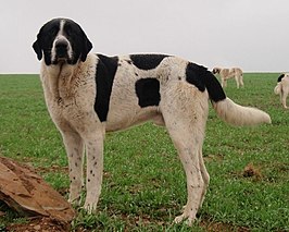 Cão de Gado Transmontana