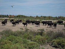 Camargue-Stiere