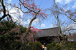 日本 京都，嵯峨 天龙寺，院内的早樱