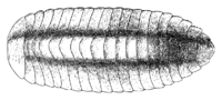 Miniatura para Glomeridesmida