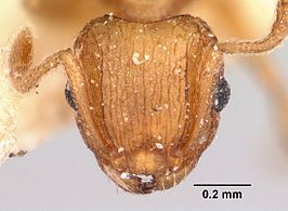 Tetramorium delagoense