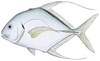 Threadfin jack