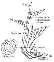 Diagram of secondary growth in a tree showing idealized vertical and horizontal sections. A new layer of wood is added in each growing season, thickening the stem, existing branches and roots, to form a growth ring. Tree secondary growth diagram.svg