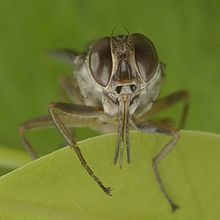 Tsetse fly from Burkina Faso Tsetse-BKF-3.jpg