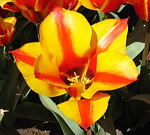 Tulipa greigii